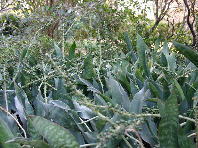 Sanseveria hyacinthoides   RH (2)